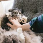 猫アレルギーの症状で息苦しいのは喘息のサイン!?対処法や治療法を伝授!!