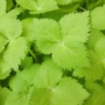 三つ葉を長持ちさせる３つの保存方法や期間！冷凍の方がおすすめ？