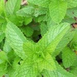 ミントの種類や効能について！虫除け効果があるって本当？